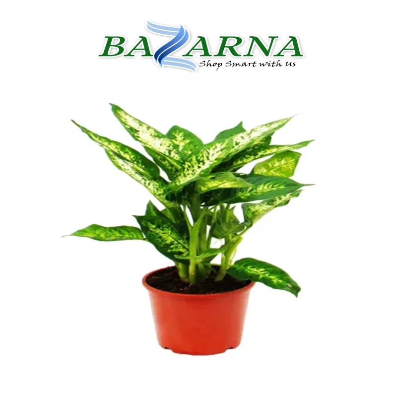 Dieffenbachia Compacta