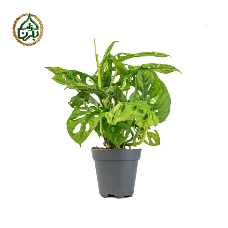 Monstera Adansonii Monke Mask