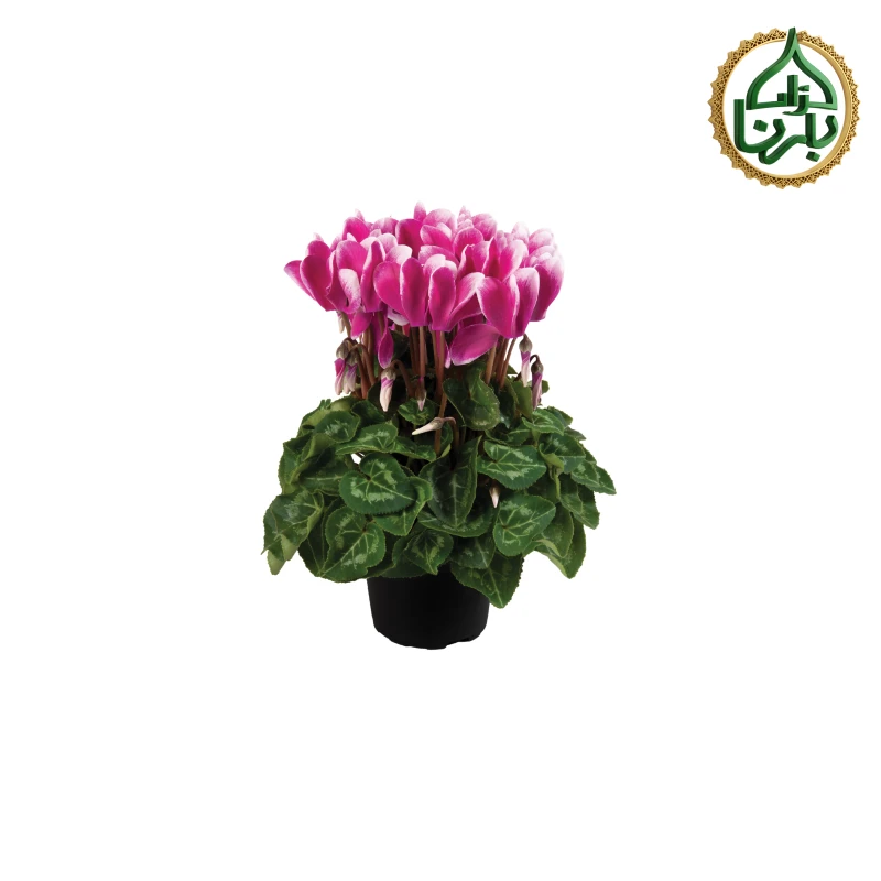 Cyclamen Pink
