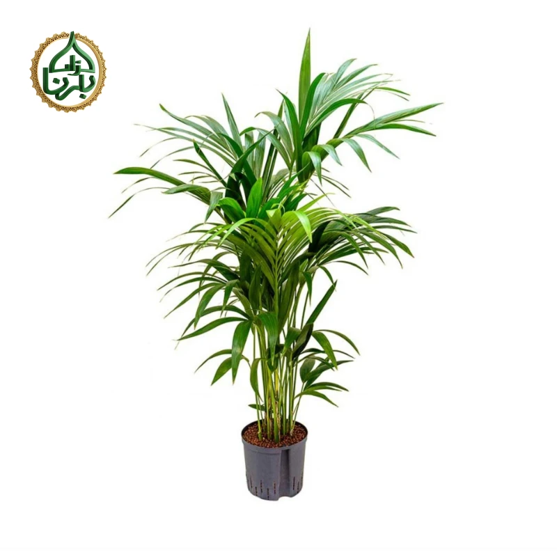 Howea forsteriana (Kentia Palm)