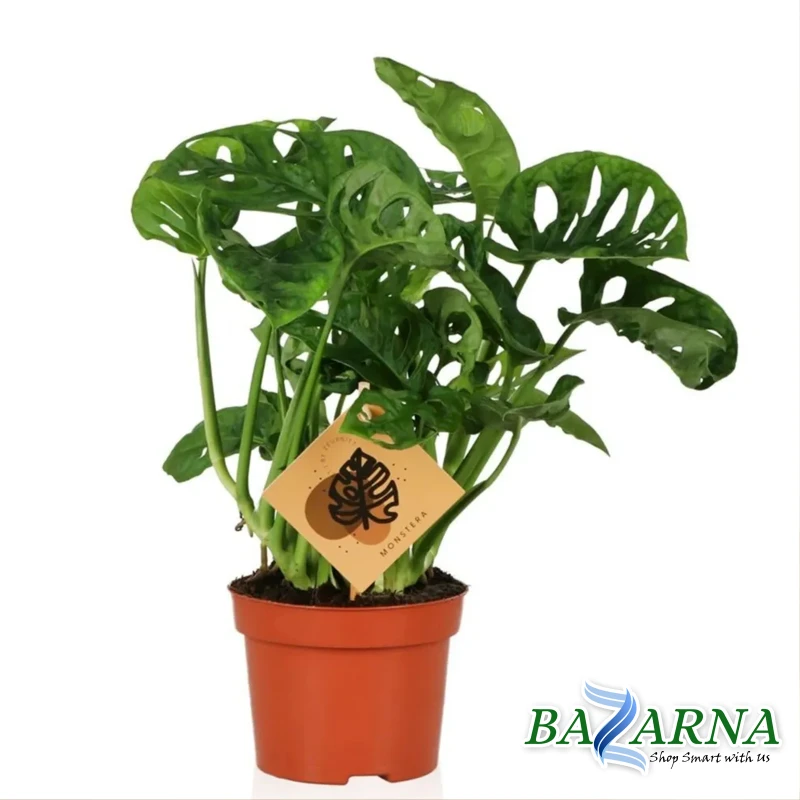 Monstera Monkey Mask (s)