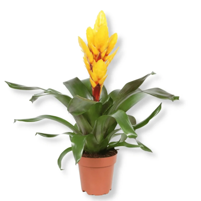 Vriesea Yellow
