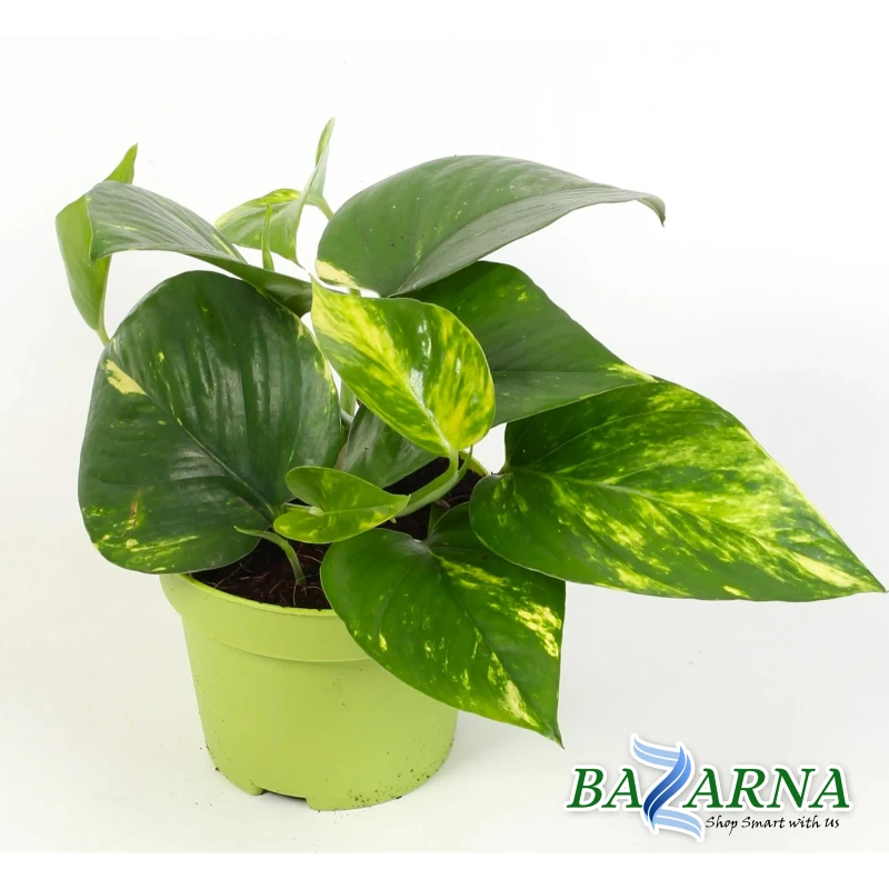Money Plant 'Aureum'