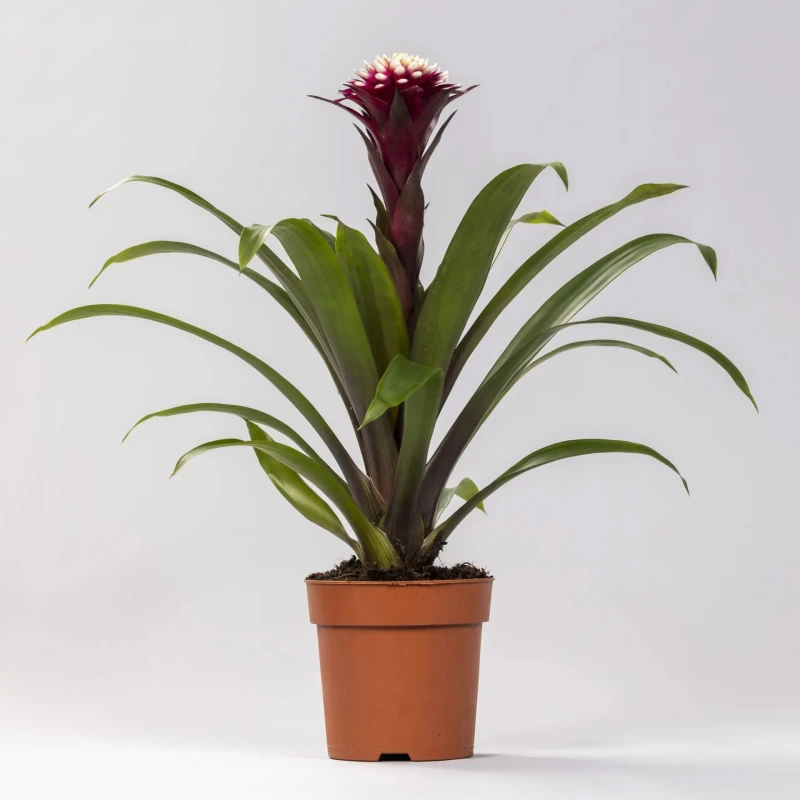 Guzmania 'Francesca'