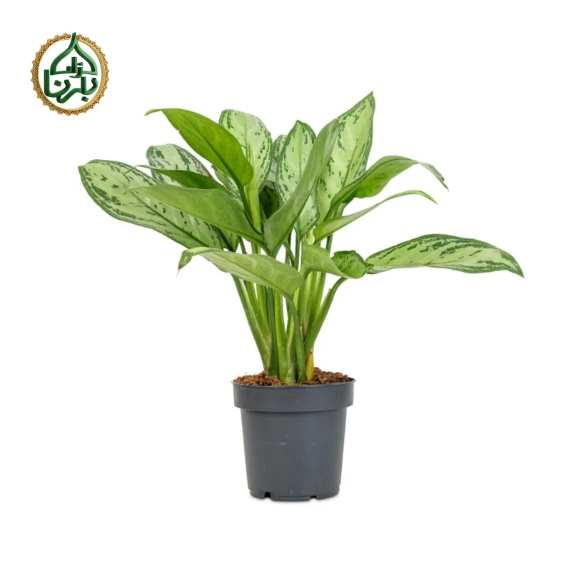 Aglaonema Silver Bay