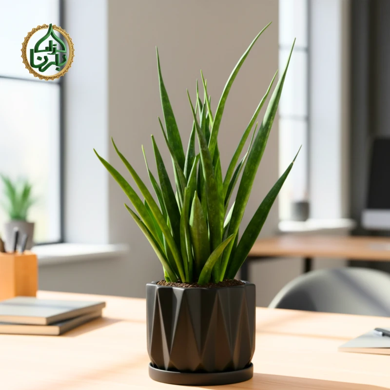 Sansevieria- Snake Plant Kirkii