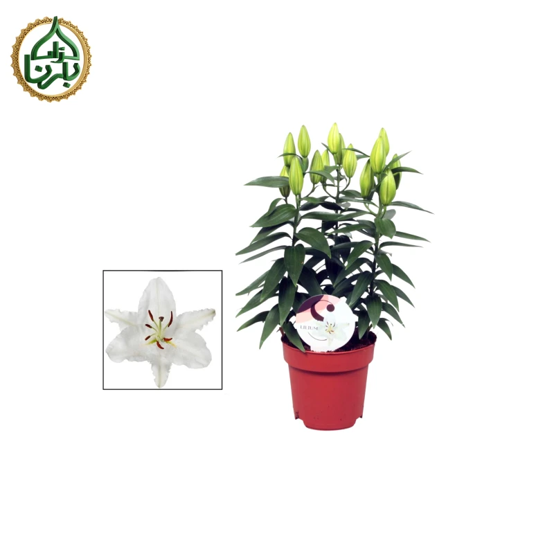 Lilium white 3pp
