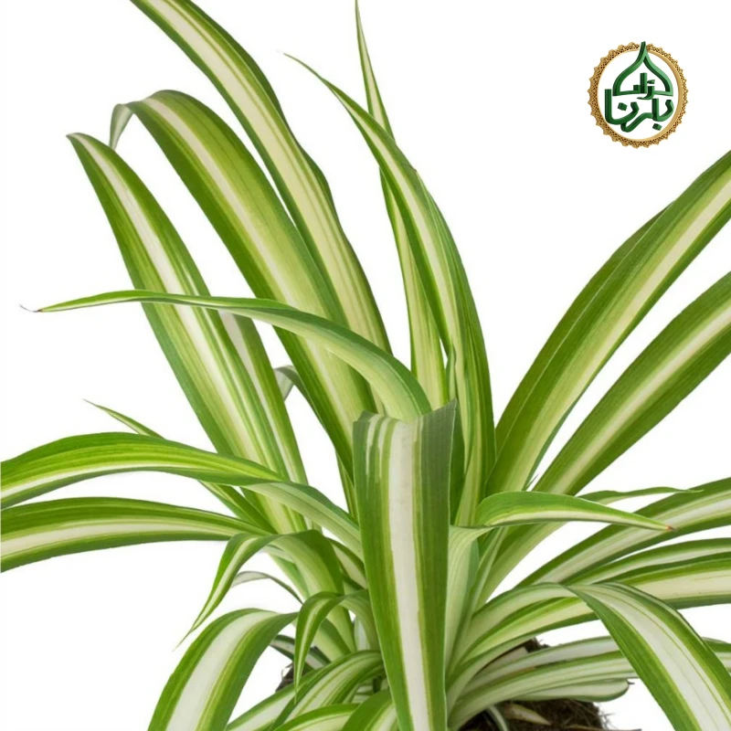 Chlorophytum Vittatum - Spider Plant