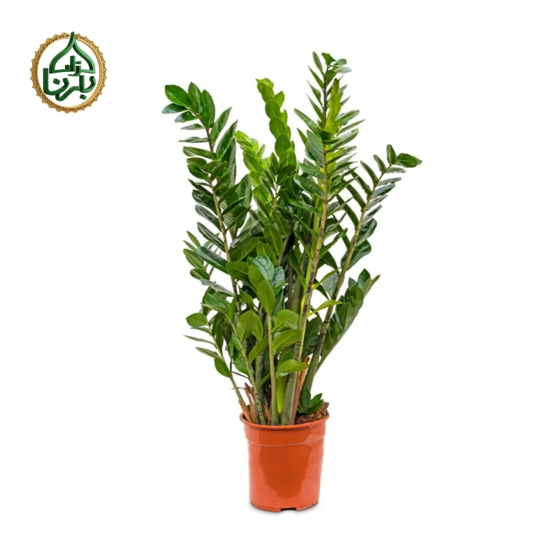 Zamioculcas Zamiifolia - ZZ Plant (big)