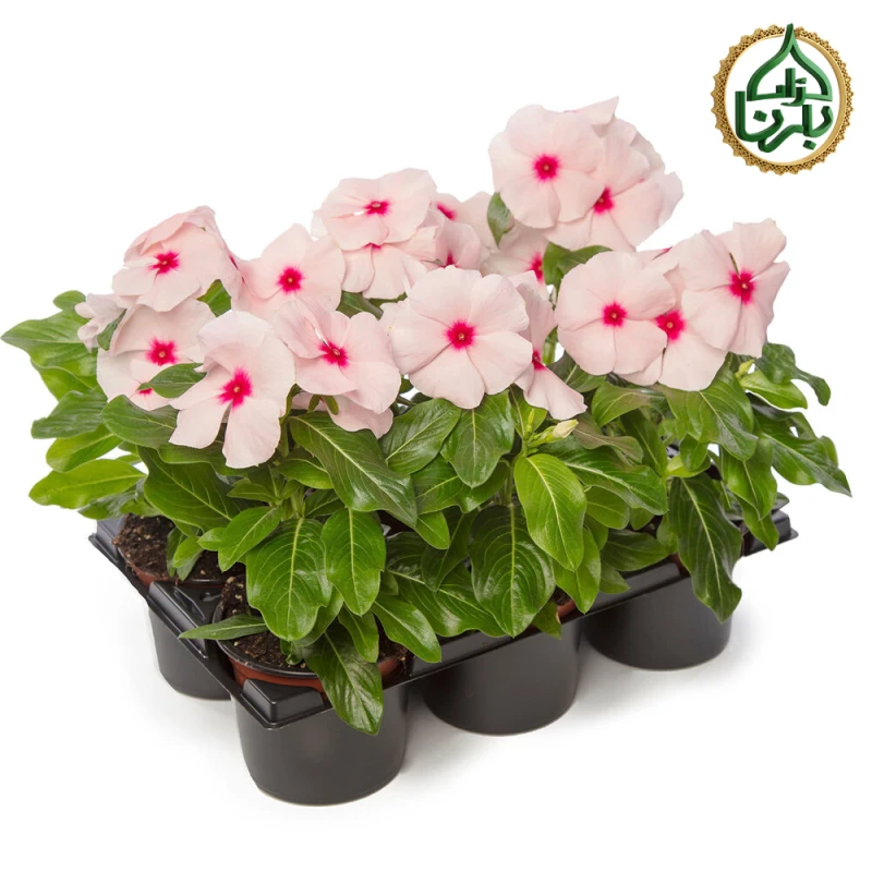 Vinca Apricot 25 pieces/Box