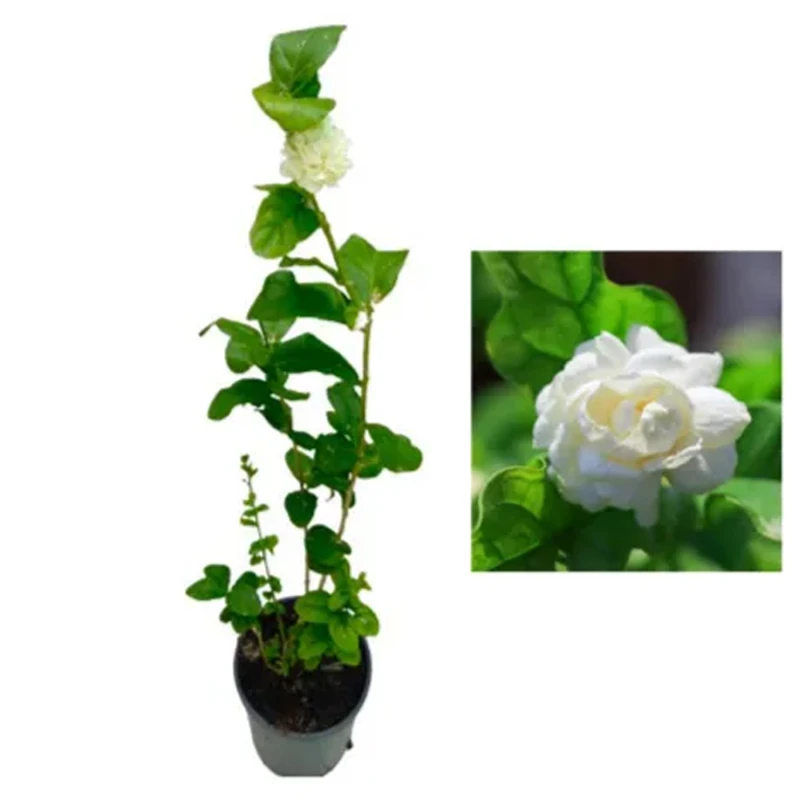 Jasminum Sambac (Ful)- Small