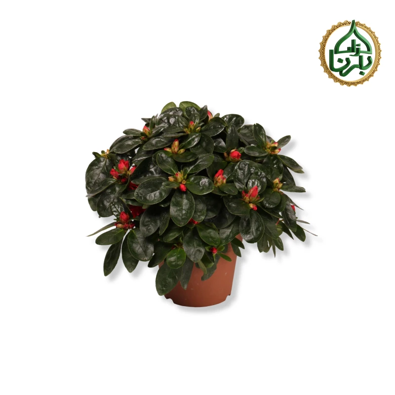 Rhododendron/ Azalia Red