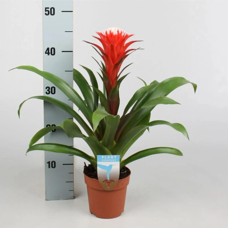 Guzmania 'Hope' info