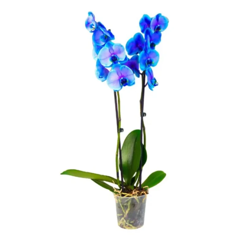 Phalaenopsis Orchid - Royal Blue