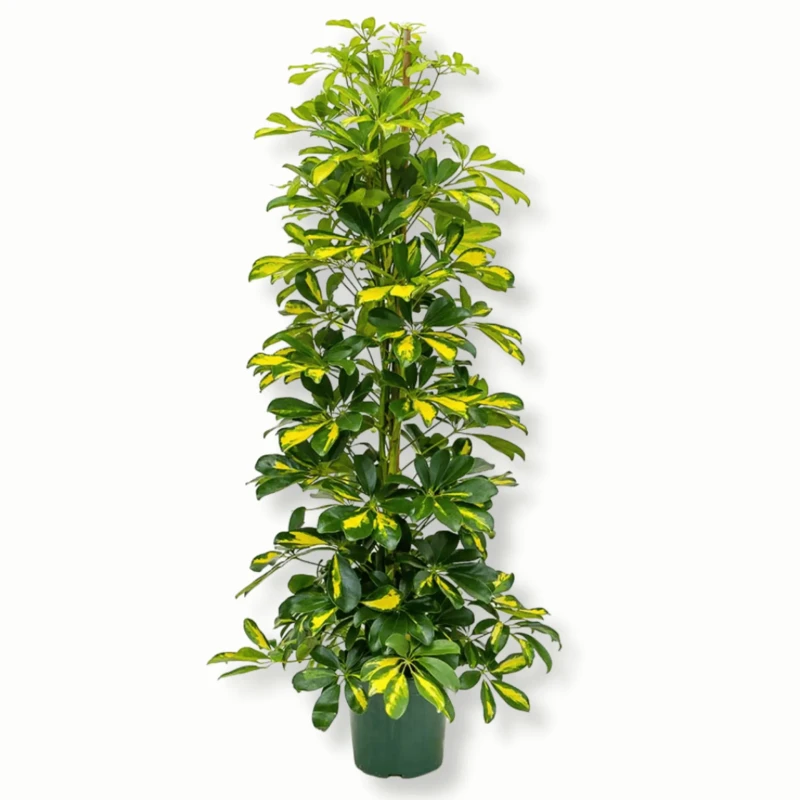 Schefflera 'dalton'