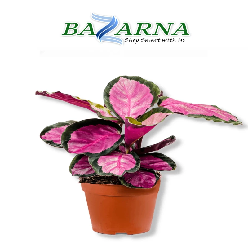 Calathea Roseopicta Rosy