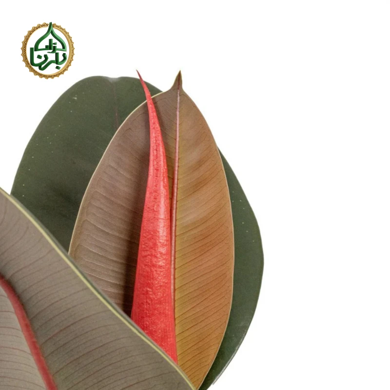 Ficus elastica Robusta (Rubber Plant)