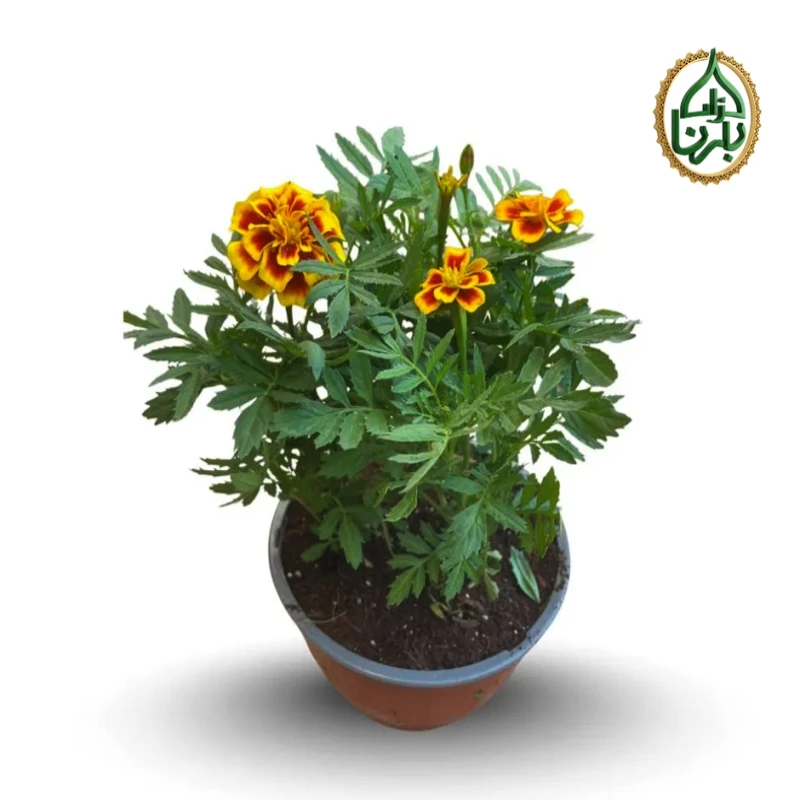 Marigold Flower Orange