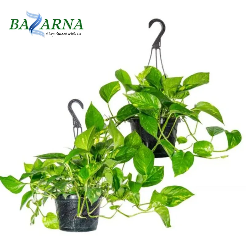 Money Plant Hanging 1 Piece