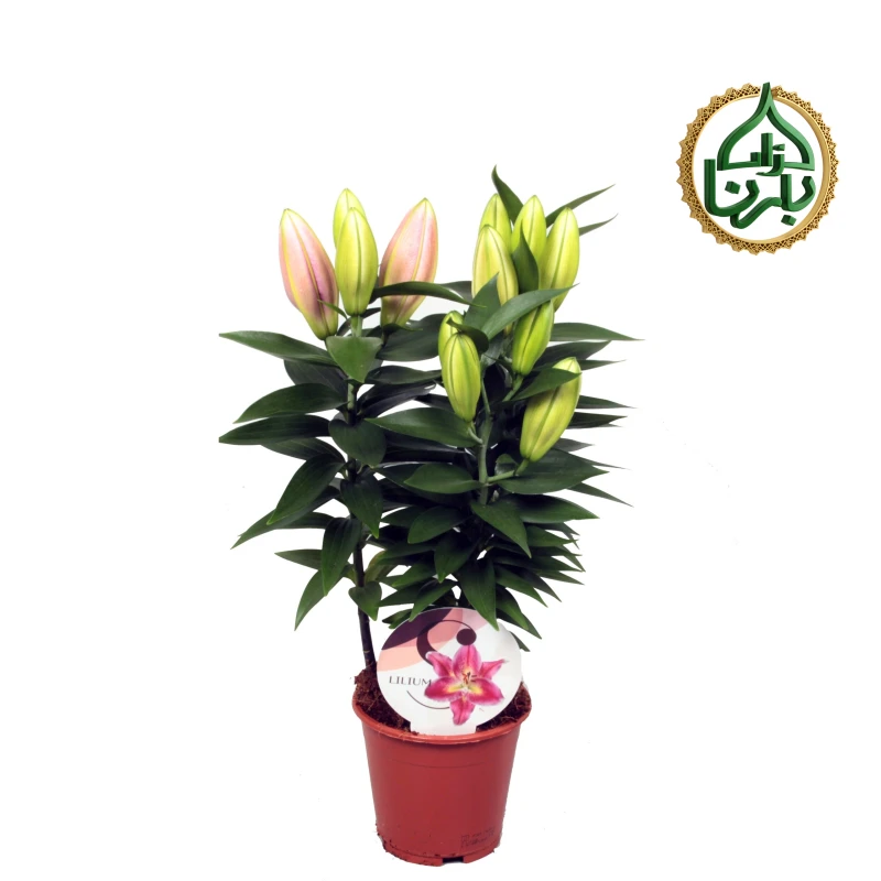 Lilium Pink 3PP