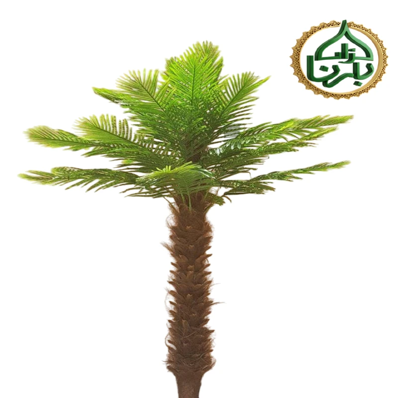 Date Palm 3 Meter