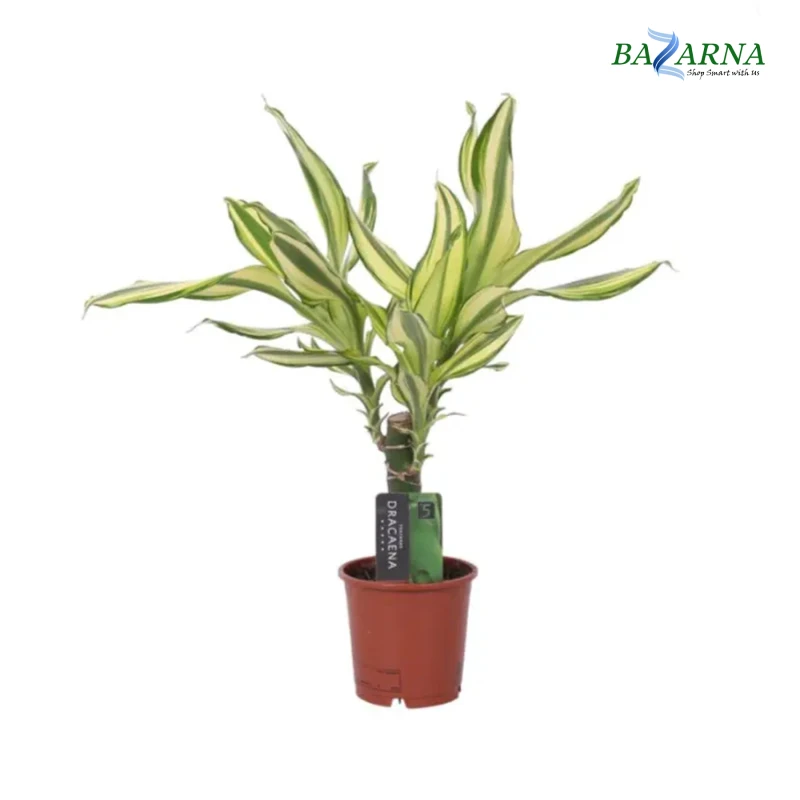 Dracaena Yellow Coast