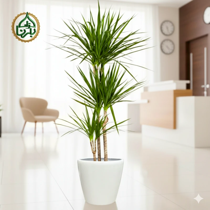 Dracaena marginata (Dragon Tree) 3PP