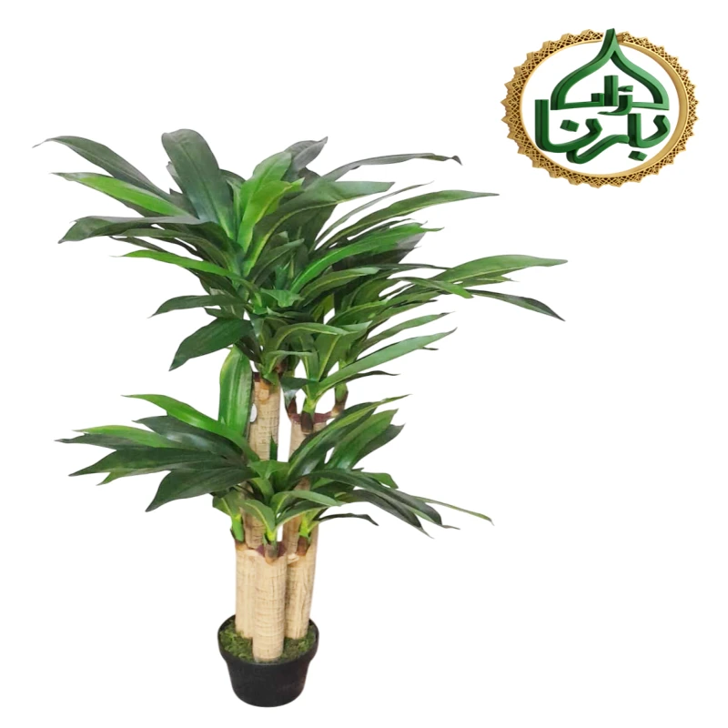 Dracaena Fragrans Massangeana 120 cm