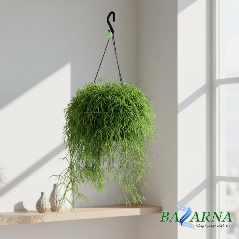Rhipsalis Hanging