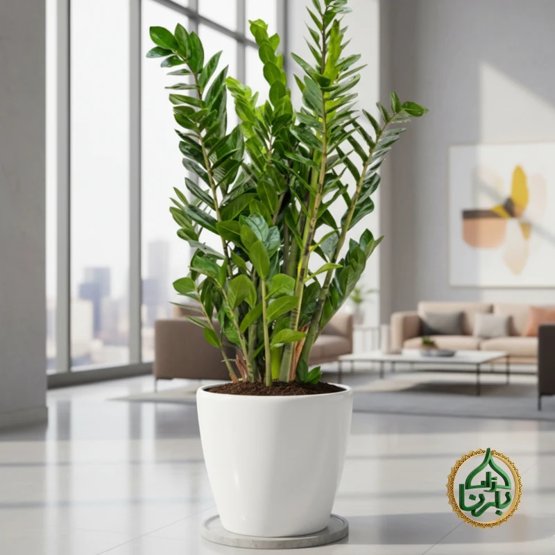 Zamioculcas Zamiifolia - ZZ Plant (big)