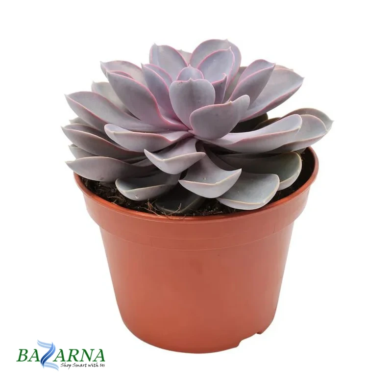 Echeveria Purple Pearl