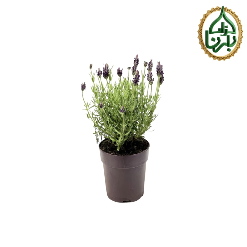 Lavandula Stoecha