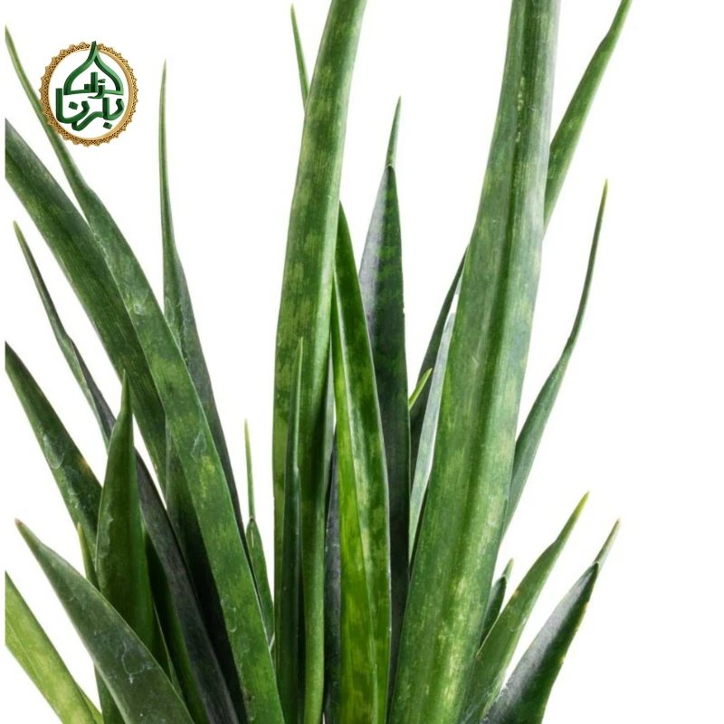 Sansevieria- Snake Plant Kirkii
