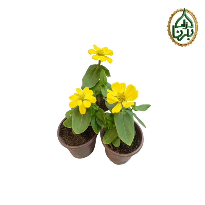 Zinnia Yellow 25 Pieces Per Box