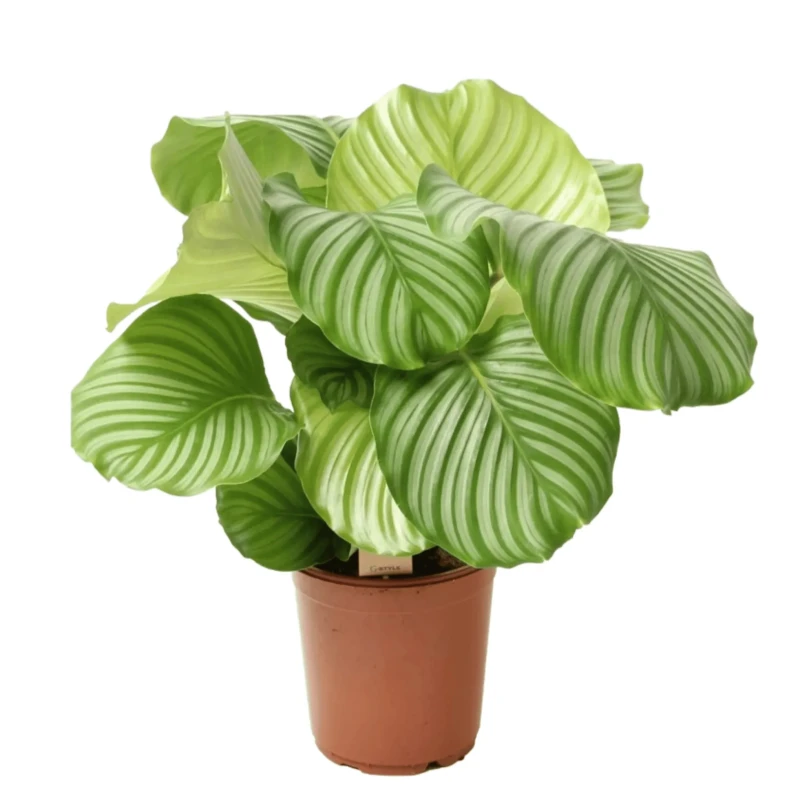 Calathea Orbifolia