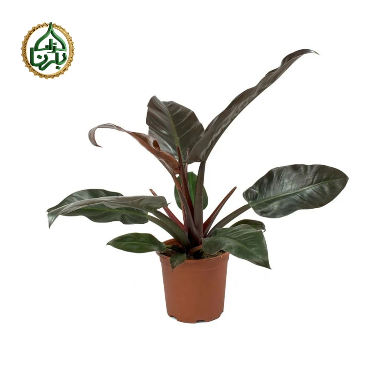 Philodendron 'Imperial Red'