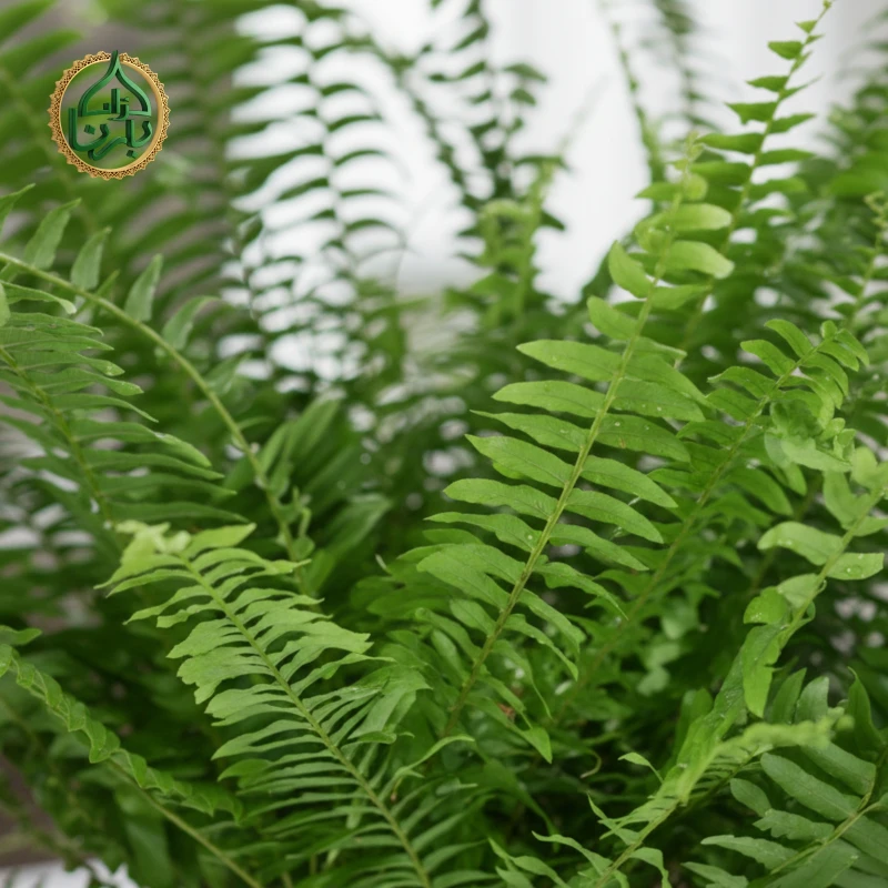 Nephrolepis Boston Fern