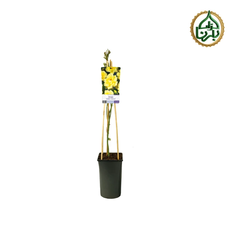 Rose Climbing Yellow