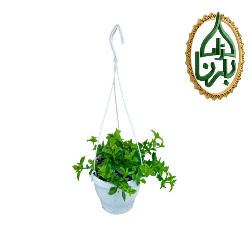 Red Apple Ice Plant Hanging