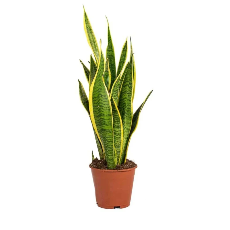 Snake Plant Sansevieria