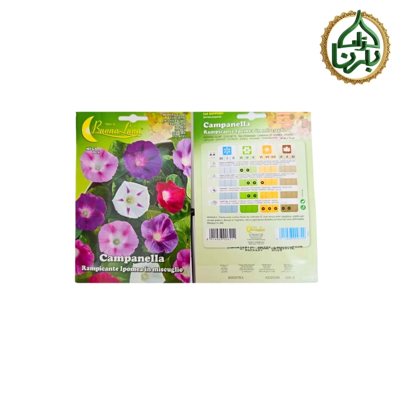 Morning Glory 2 seed