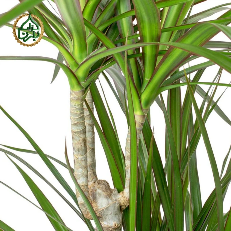 Dracaena Marginata