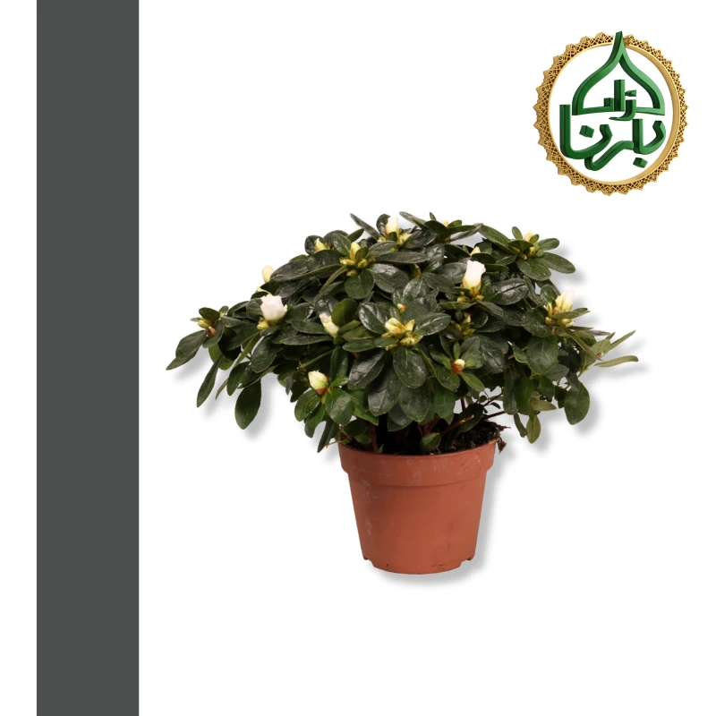 Rhododendron/ Azalia white