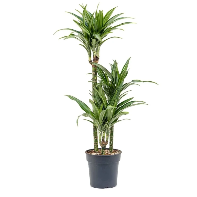 Dracaena Fragrans 'warneckei'