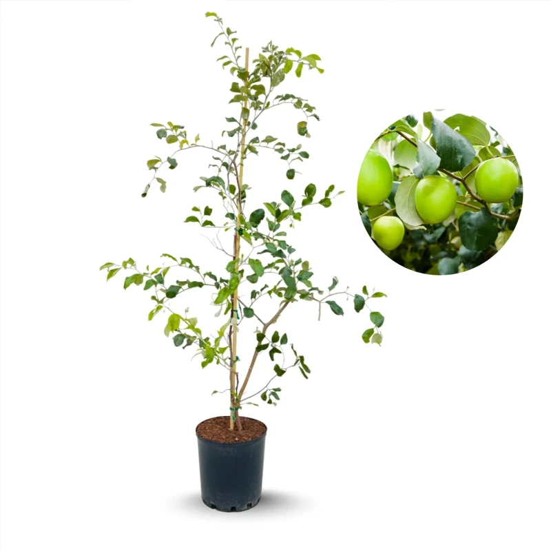 Sidr, Ziziphus Spina Christi