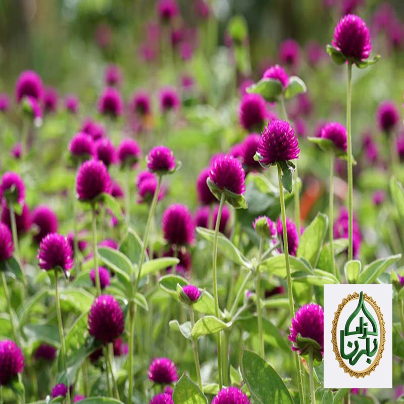 Gomphrena Globosa - Pink 25 Pieces Box