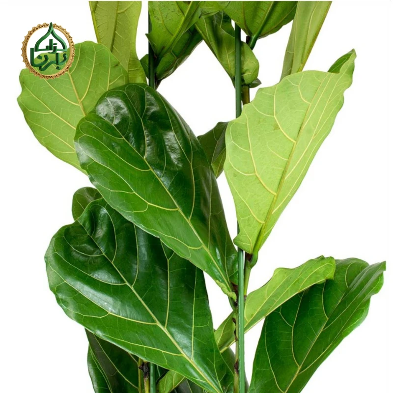 Ficus Lyrata 3PP Medium
