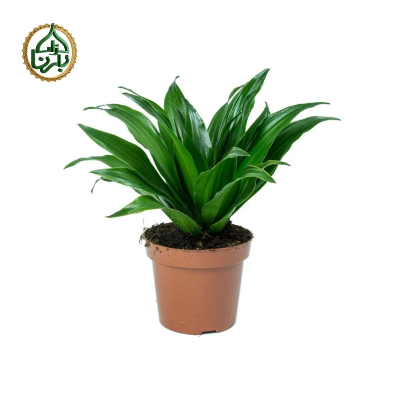 Dracaena Fragrans Compacta