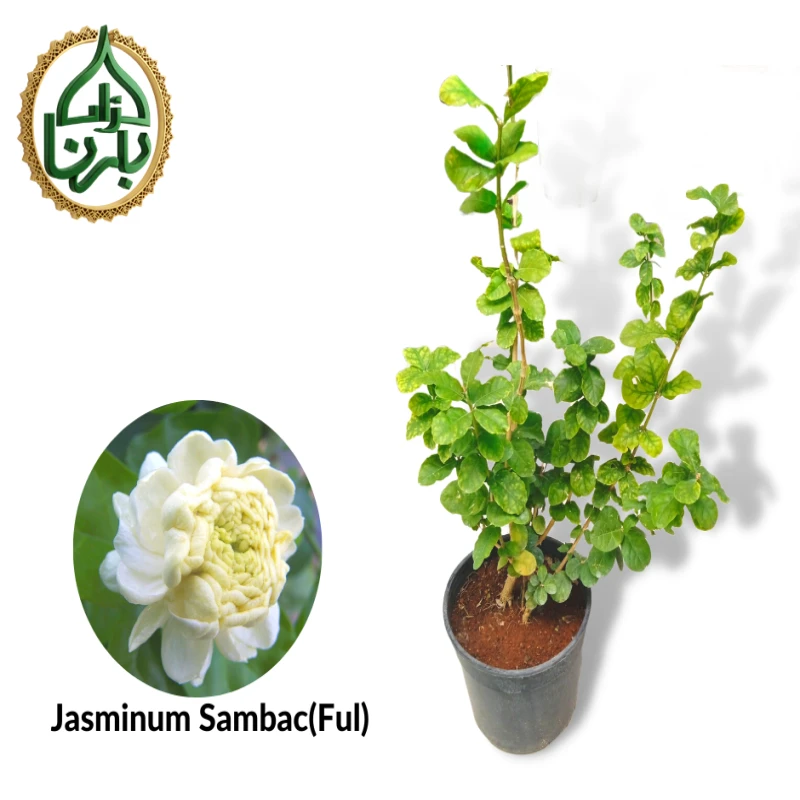 Jasminum Sambac Ful