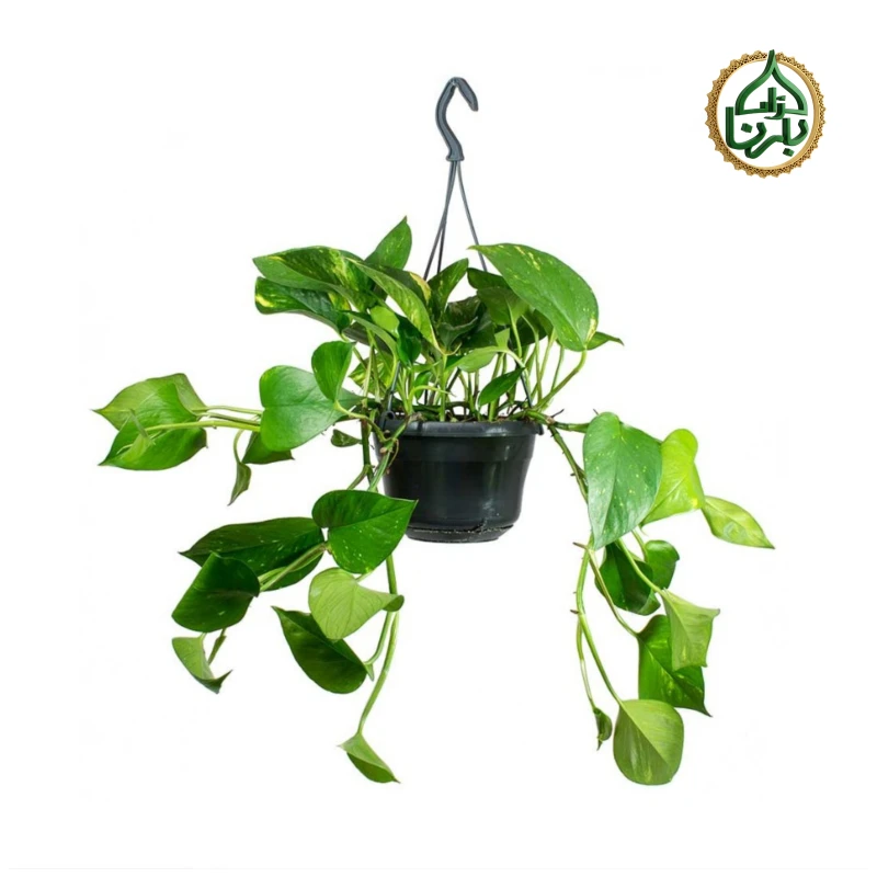 Epipremnum Hanging
